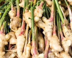 gengibre roots